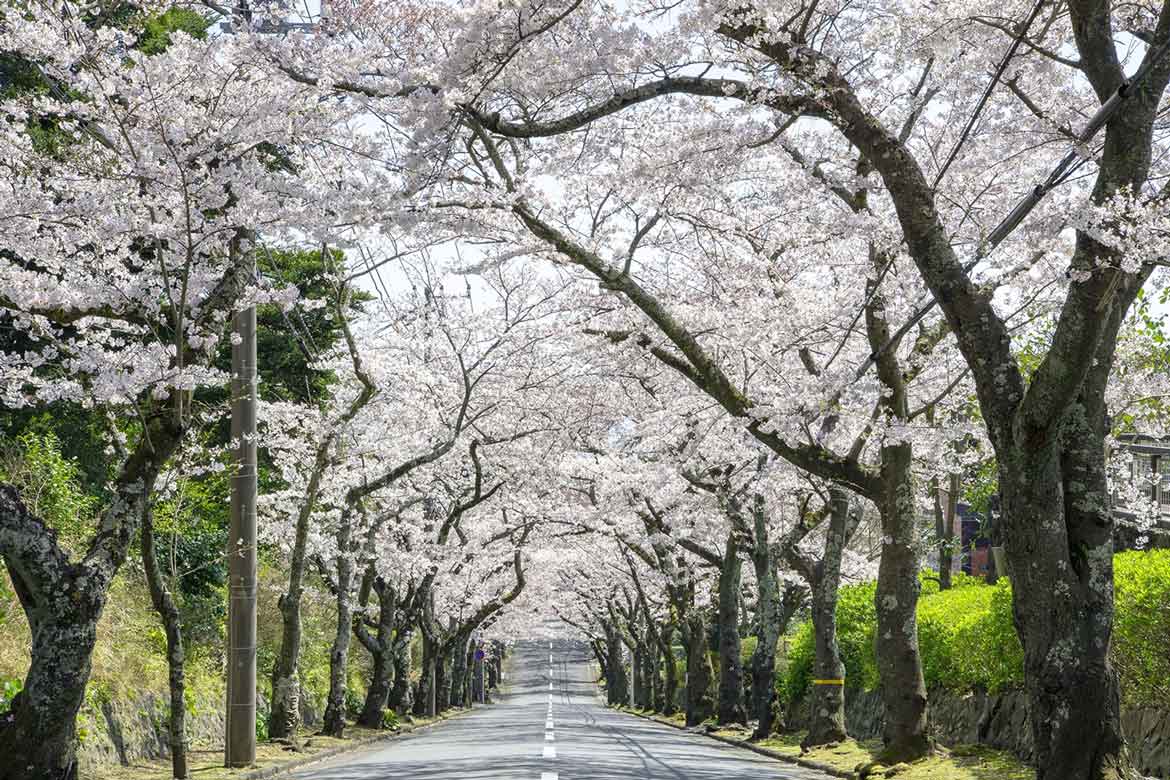 伊東市に、桜のトンネル出現！春の訪れ「ソメイヨシノ」スポット紹介　