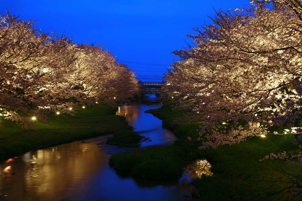界 出雲、玉湯川沿い約2kmの桜並木を楽しむ「夜桜人力車ライド」実施