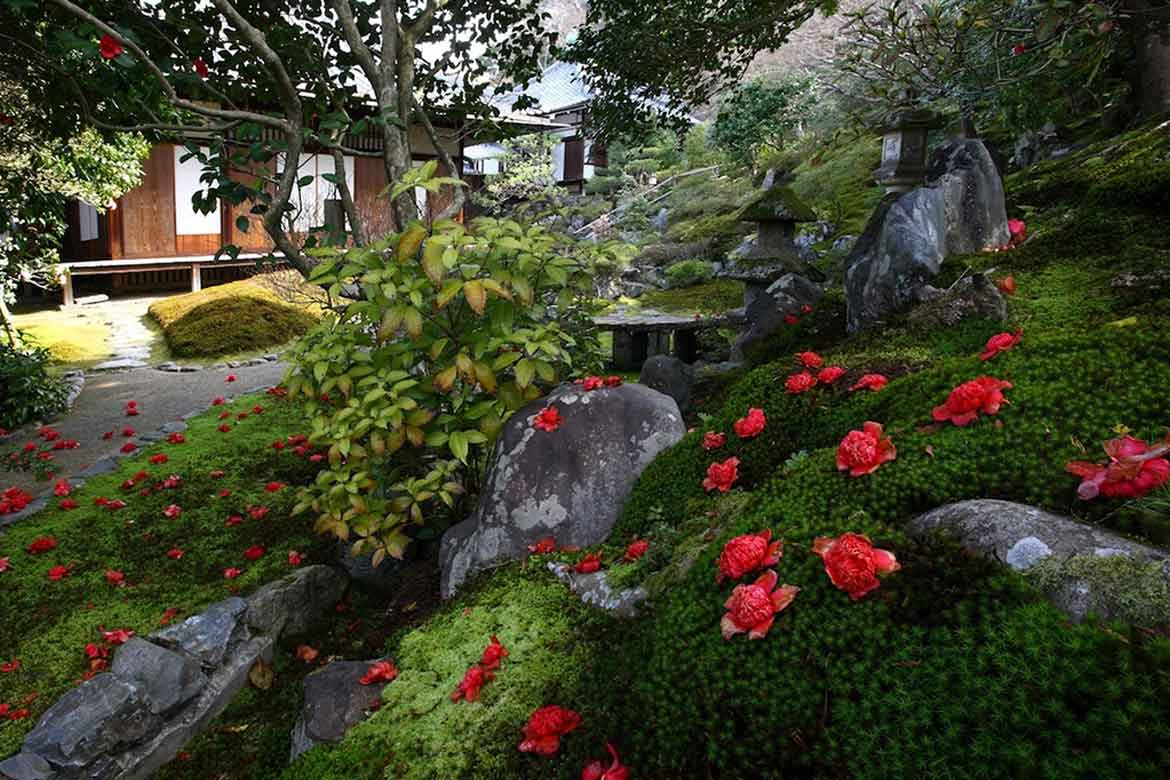 通常非公開の尼門跡寺院 京都・霊鑑寺、椿の咲き誇る庭園を特別公開