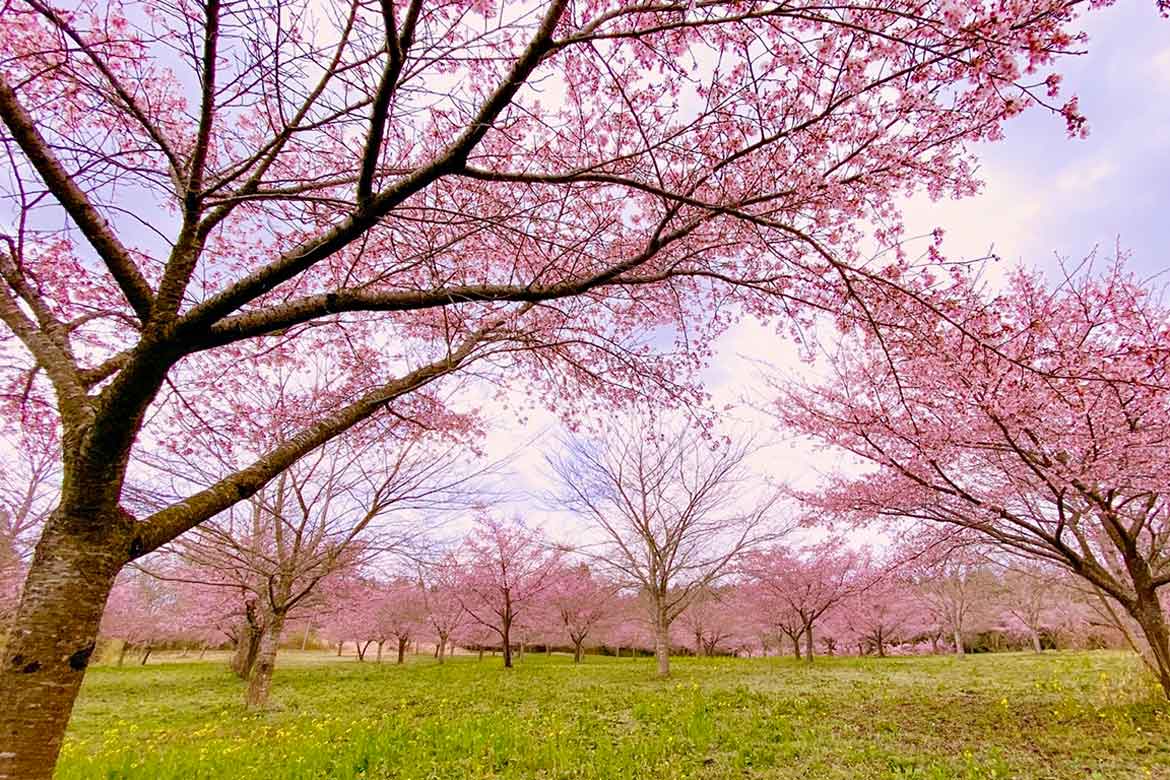 大分県竹田市の新名所「長湯温泉しだれ桜の里」。秘境の地に咲く桜がまもなく見ごろ