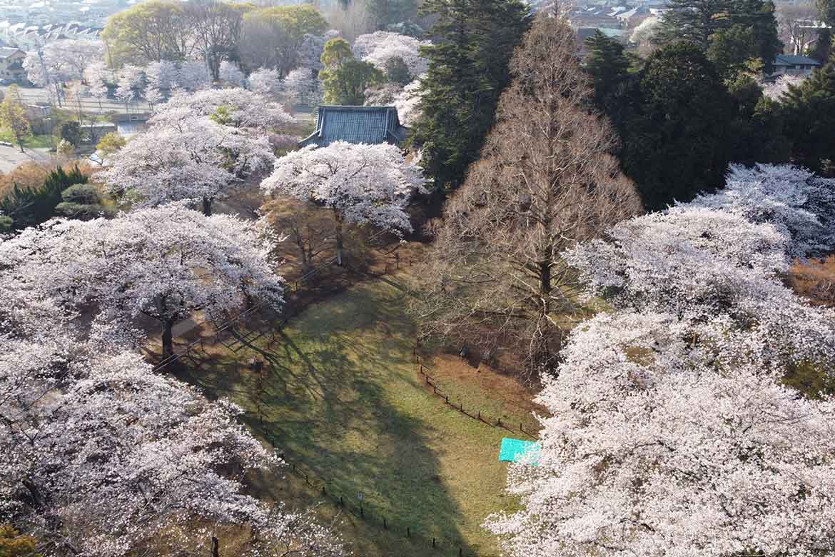「日本さくら名所100選」、千葉県野田市にある「清水公園」で桜を満喫
