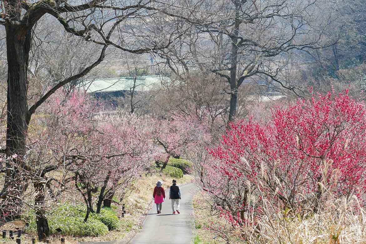 国営武蔵丘陵森林公園、約120品種500本を誇る「梅林」が最盛期を迎えます！