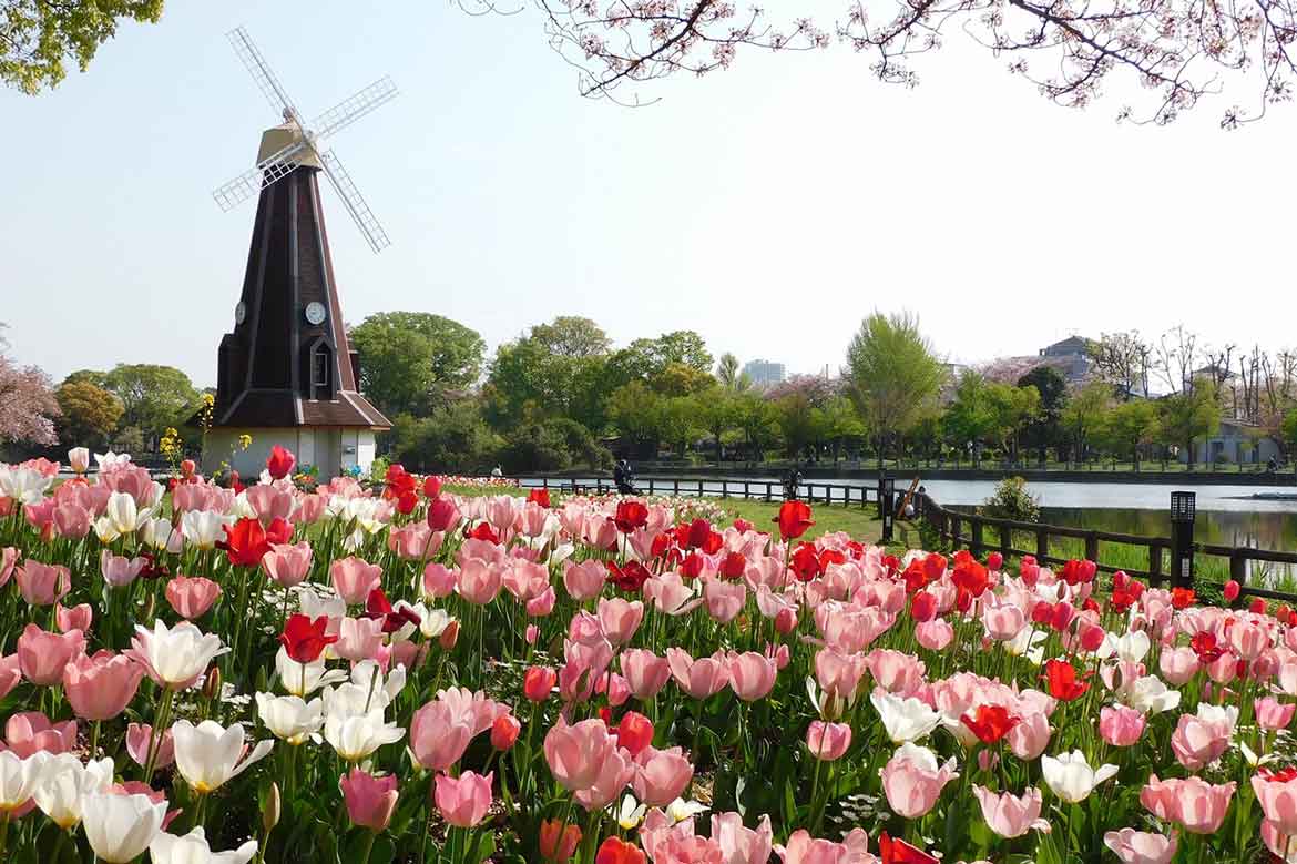 「浮間公園×チューリップ2022」チューリップと風車のそばで春を楽しみませんか？