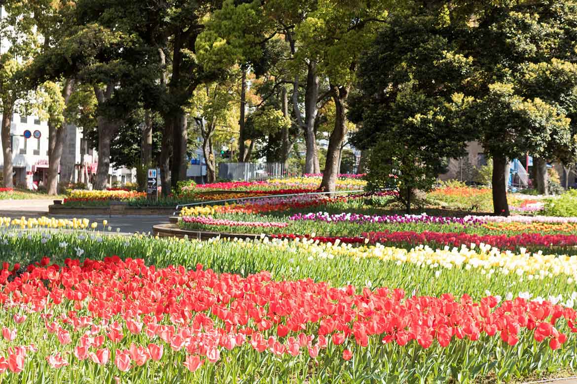 色鮮やかなチューリップに包まれる港町・横浜。最盛期を迎え、30万本ものチューリップが咲き誇る