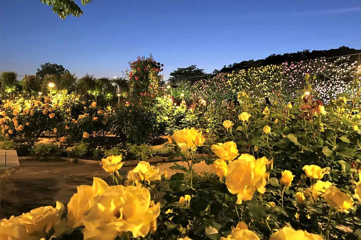 花のステージは、ふじのはな物語からローズガーデンへ。500種2500株『Rose Garden～春のバラまつり～』開催