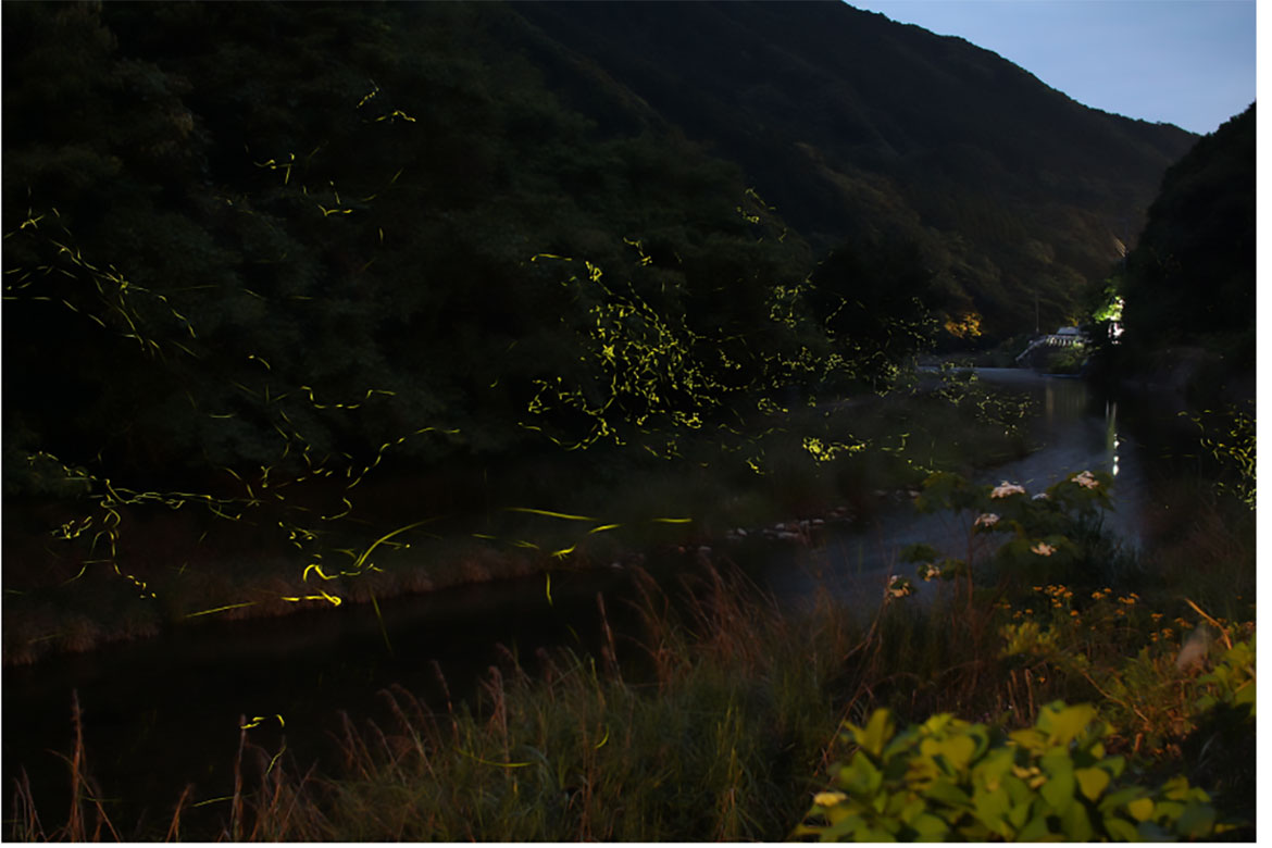長崎県・新上五島町にホタルの季節到来！この時期だけの幻想的な風景を「ほたるのふるさと相河川」で