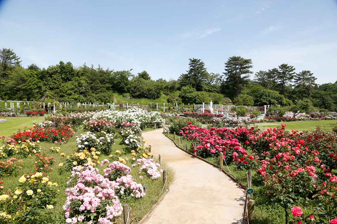 春の絶景！約800種、約3,300株のバラが咲き誇るローズガーデン「生田緑地ばら苑」春の一般開放スタート