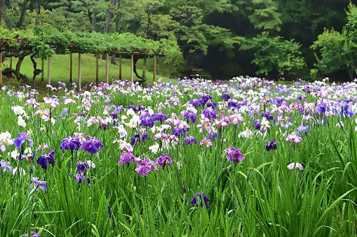 特別史跡・特別名勝の小石川後楽園で花菖蒲がまもなく見ごろ。開花に合わせたイベントも実施中