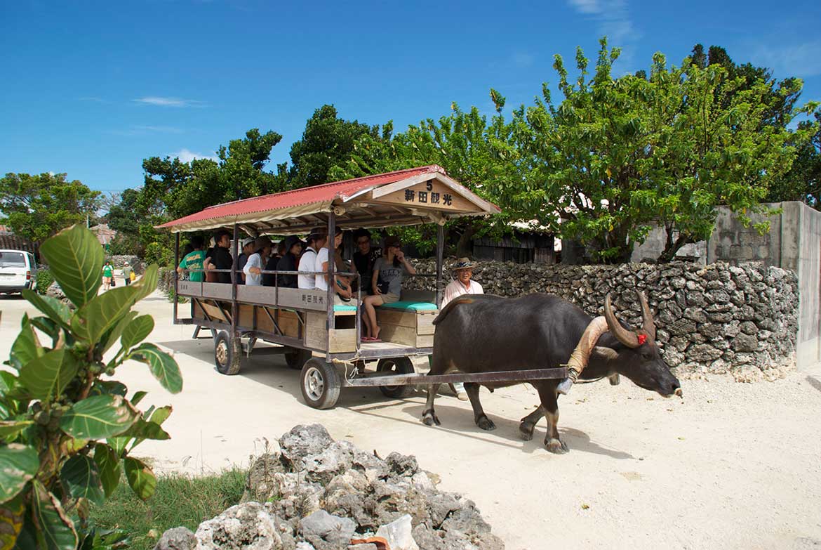 南国の雰囲気を味わいながら観光できる「水牛車」