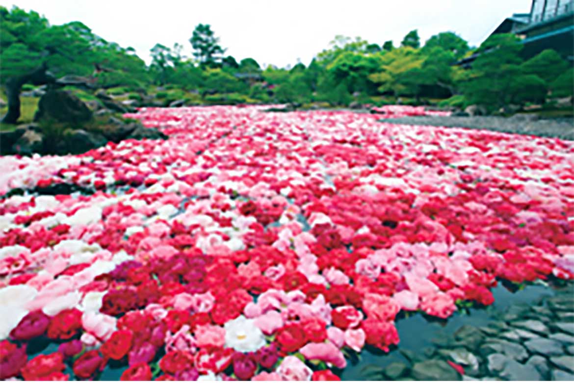 春爛漫！景色で癒される”島根と庭園”。由志園の「池泉牡丹・牡丹苑路」が開催中