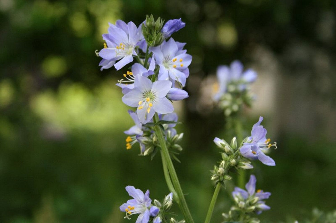全国でも阿蘇にしか自生しない希少な花「ハナシノブ」が見頃。阿蘇野草園では野の花々に囲まれてコンサートを開催