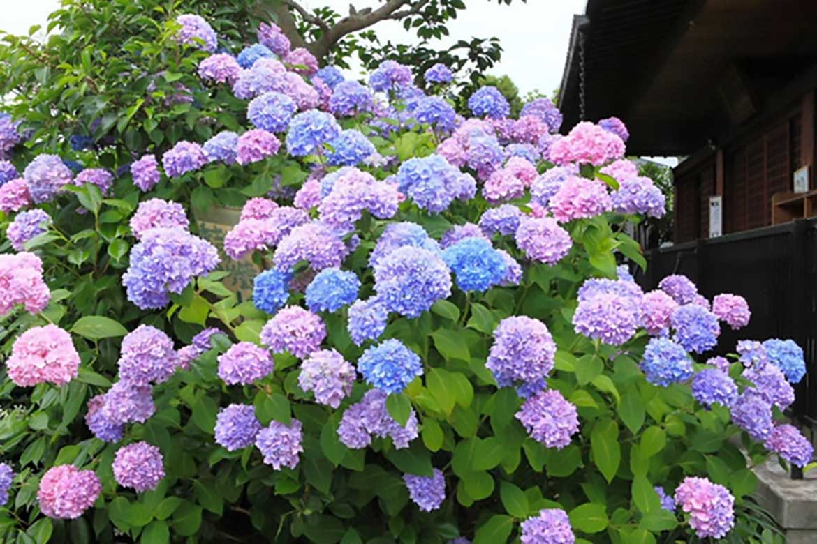 境内を彩る約90種類のアジサイ。兵庫県加古川市、花の寺・円照寺の「アジサイ」が見頃を迎えます