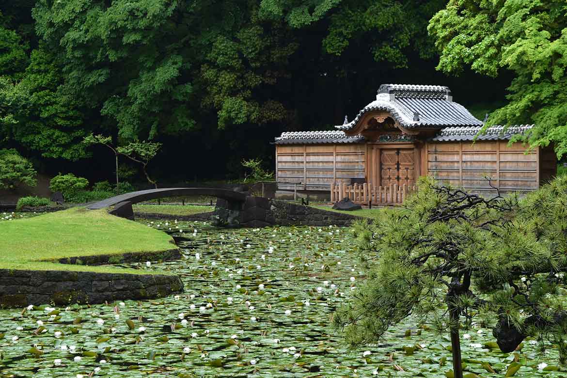 小石川後楽園、睡蓮と花菖蒲が見ごろを迎えています！