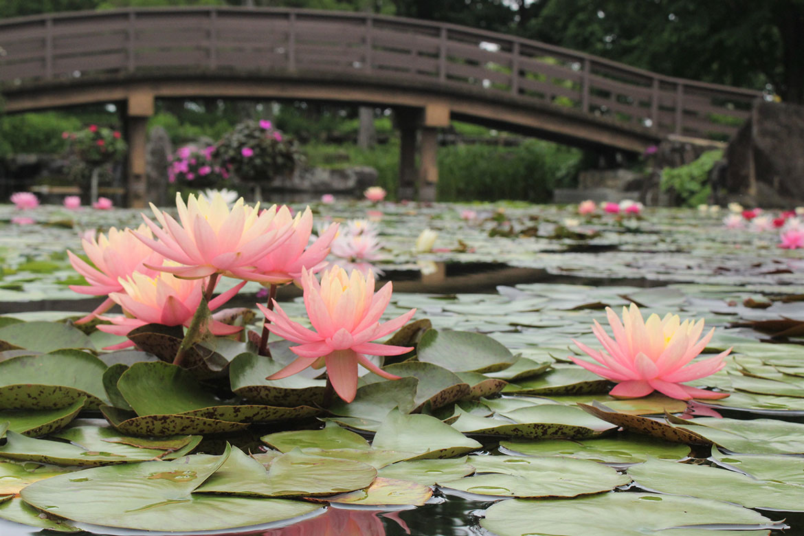 草津市立水生植物公園みずの森で、色鮮やかに水面を彩るスイレンが見頃。「スイレン展」6/14～ 7/3開催