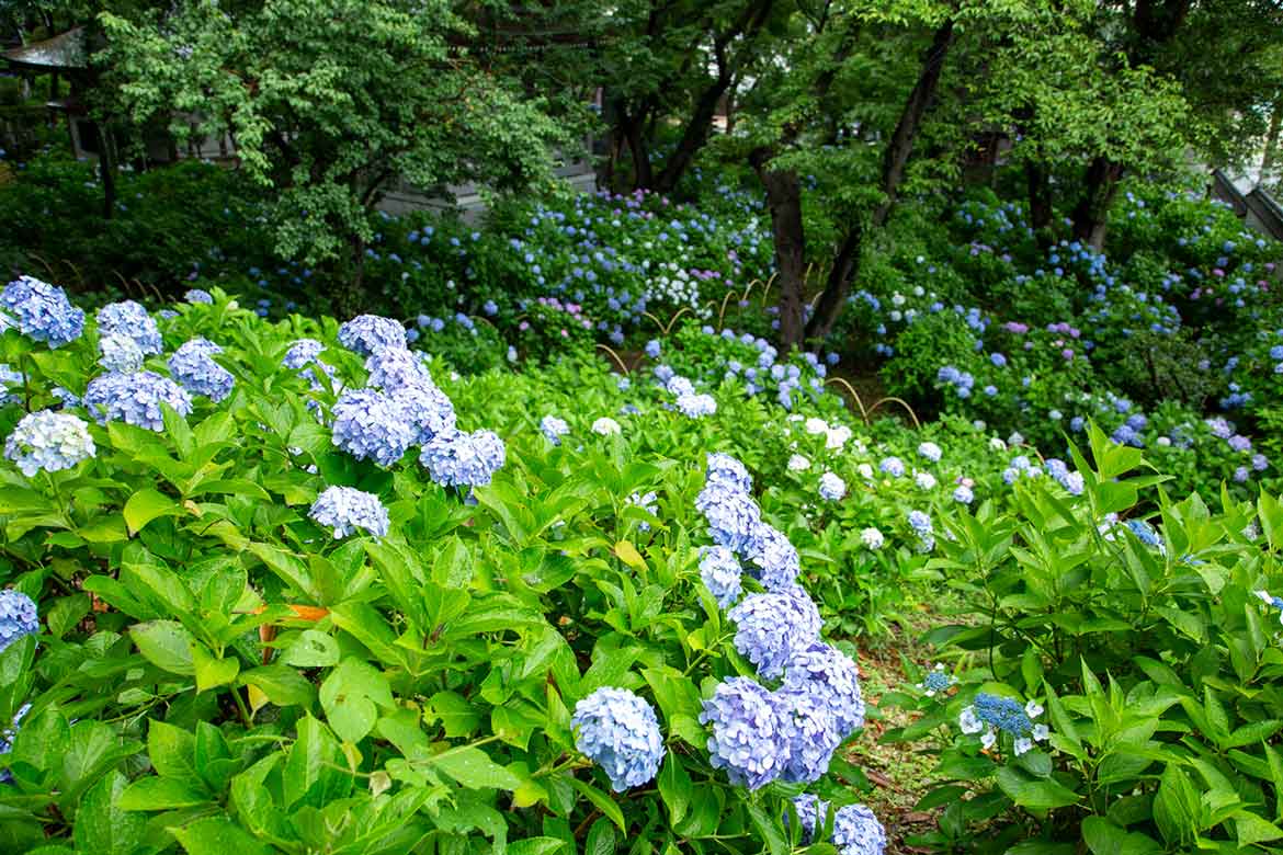 28種類約1,000株の紫陽花が咲き誇り、境内一面を埋め尽くす。川崎市屈指のあじさいの名所「長尾山 妙楽寺」　