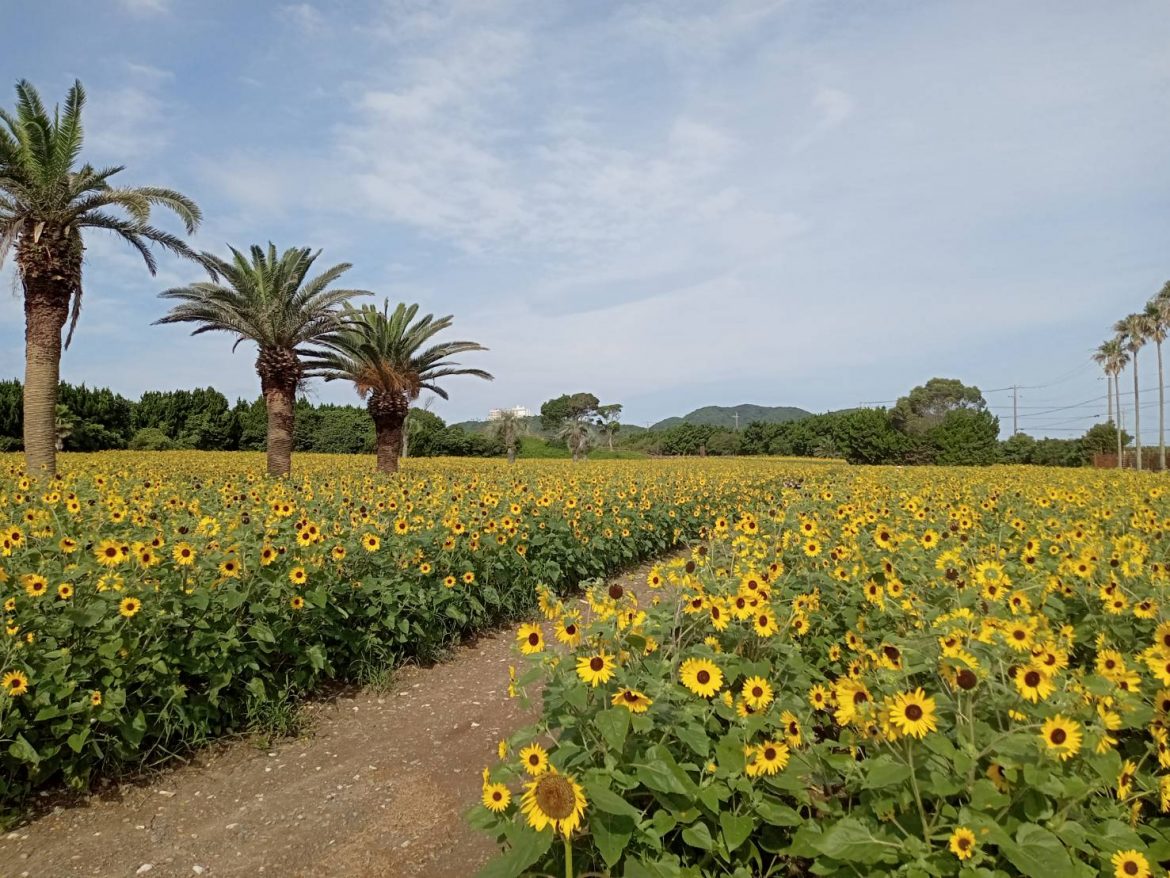 「ひまわり畑」で見渡す限りの黄色い夏を堪能。