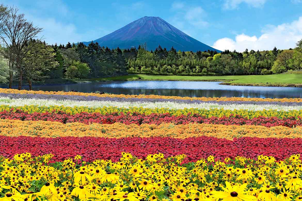 富士山とカラフルな花々の共演が楽しめる絶景花イベント「虹の花まつり」 7/16 (土) より初開催