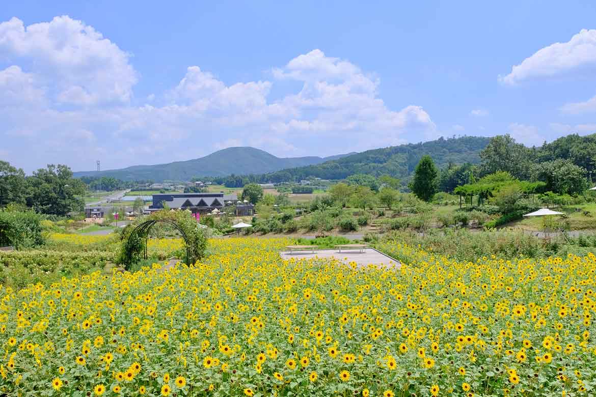 花や空の絶景、絶品そばにクラフトウイスキーまで！茨城の真ん中「石岡市」で大人旅