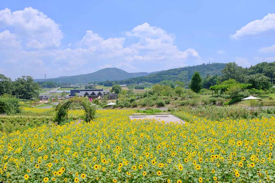 10万輪のヒマワリ畑！いばらきフラワーパークの『ひまわりと過ごす里山の夏休み』花摘み体験や花すくいも