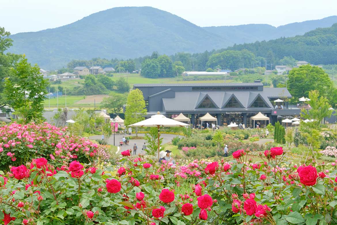 季節の草花を五感で楽しむ「いばらきフラワーパーク」