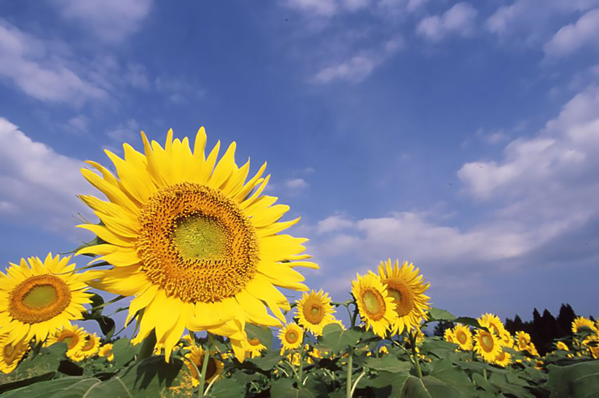 新潟県内で元気に咲く夏の風物詩、ひまわりの絶景を楽しむ鑑賞スポット4選