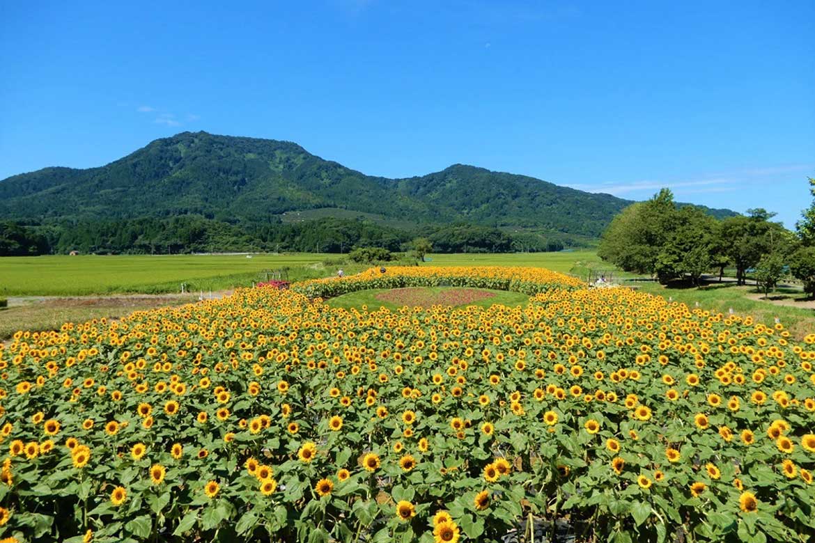 ひまわりと山や空とのコントラストが美しい「上堰潟ひまわり畑」(新潟市)