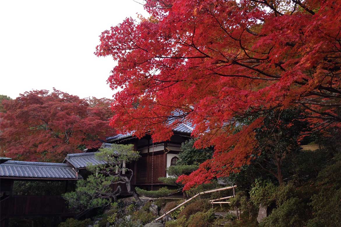 通常非公開・京都「霊鑑寺」秋の特別拝観を11/19～12/4開催。紅葉美しい庭園や狩野派作の襖絵を公開