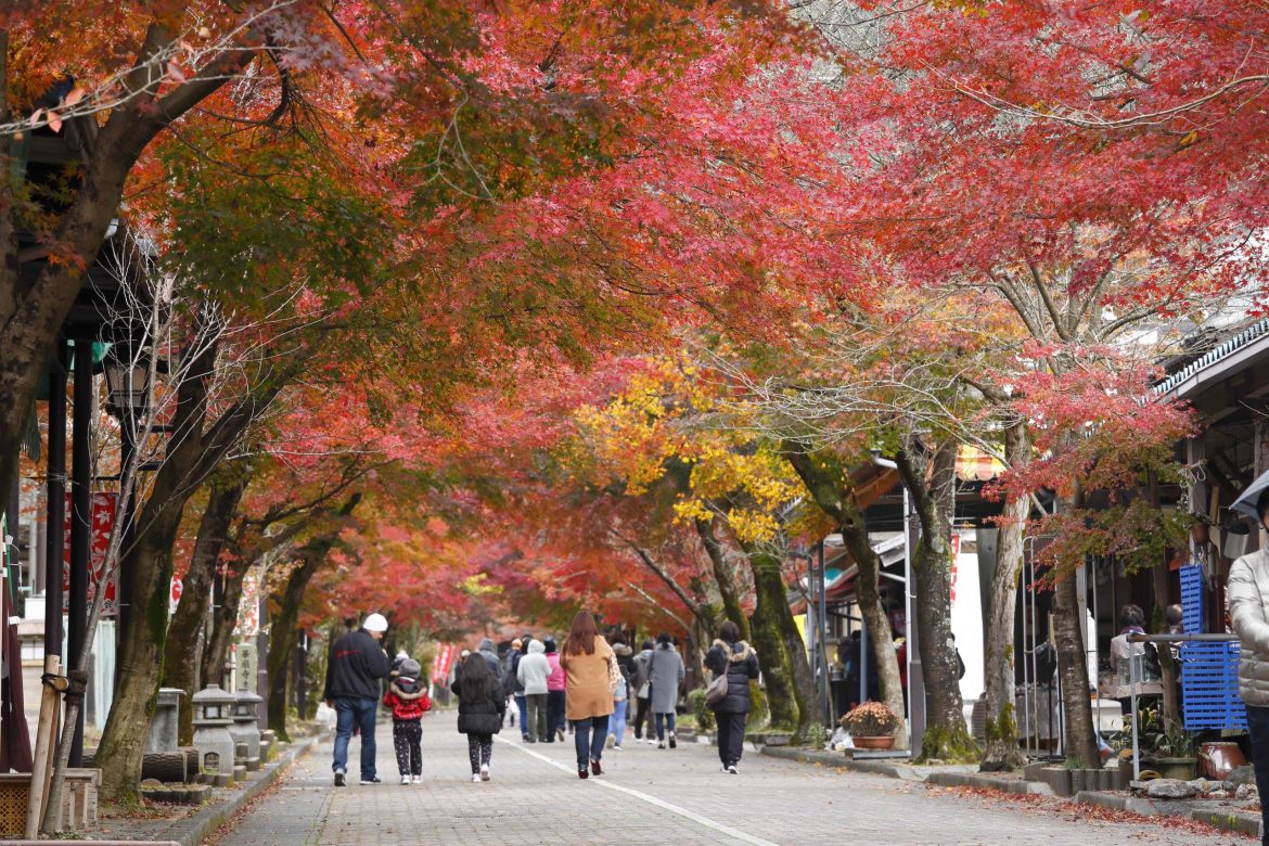 秋の絶景を満喫！岐阜県もみじまつりスポット5選