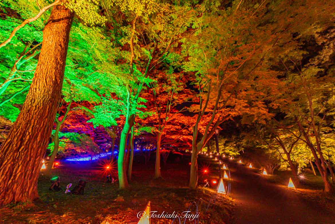 夜間特別開園＆幻想的なイルミネーション「森のハロウィンナイト」、国営武蔵丘陵森林公園にて開催