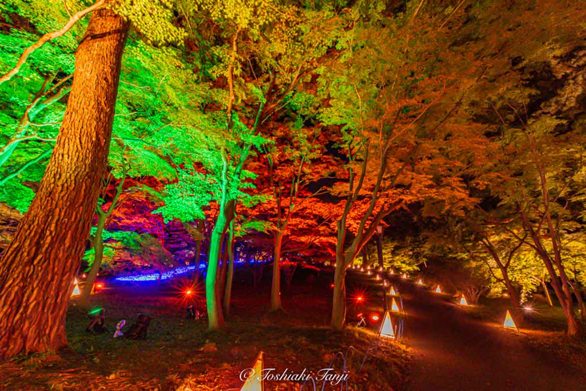 夜間特別開園&幻想的なイルミネーション「森のハロウィンナイト」、国営武蔵丘陵森林公園にて開催