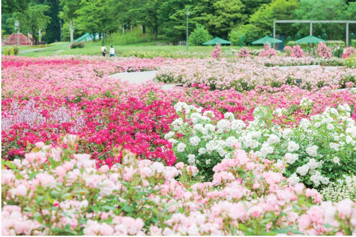 岐阜県 ぎふワールド・ローズガーデンにて「秋のローズウィーク」開催中！モロッコガーデン10/15オープン Drive! NIPPON