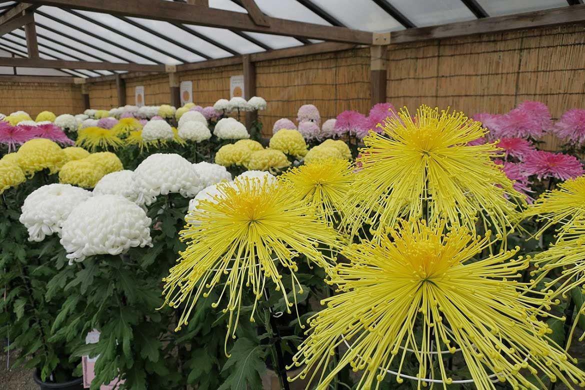 約500点もの菊花が揃う。横浜市最大規模の「菊花展」、三溪園にて10/26～11/23開催