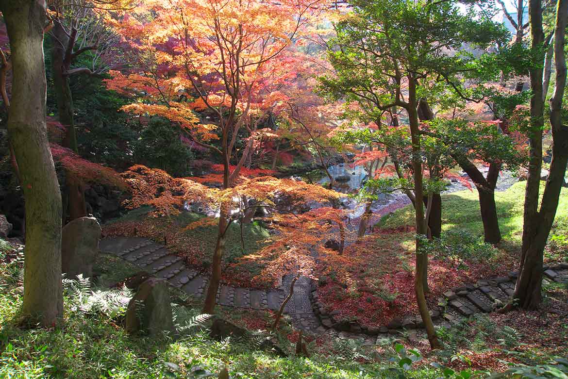 イロハモミジの紅葉が彩る。小石川後楽園「深山紅葉を楽しむ」11/18～12/4開催