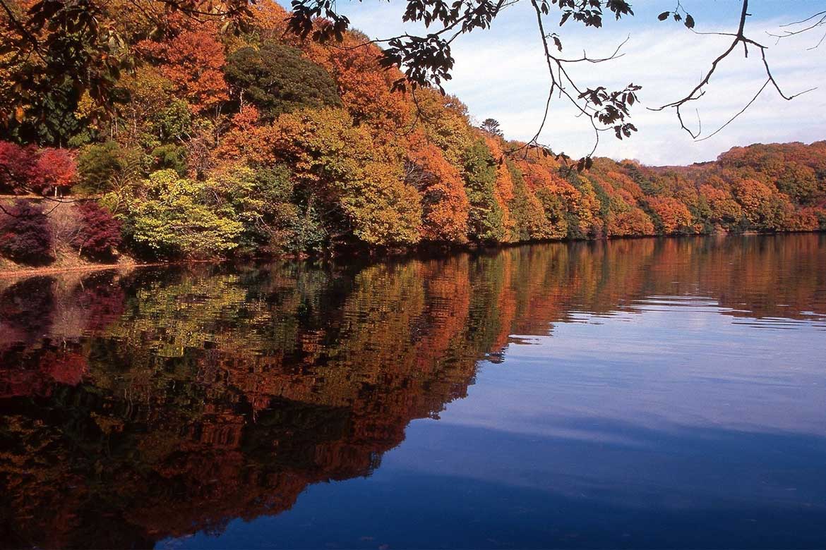 幻想的に彩る伊東市の紅葉。「一碧湖」「丸山公園」の紅葉が12月上旬見頃に