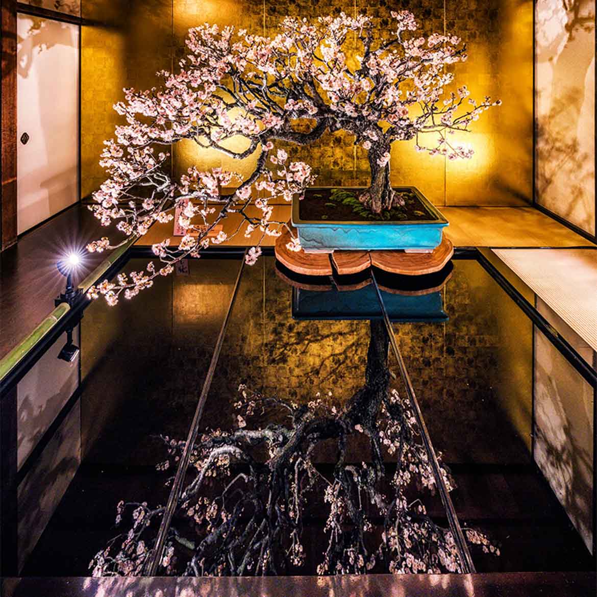 日本最大級の梅の盆栽展「第72回 長浜盆梅展」3/12まで開催！ライトアップや盆梅体験も