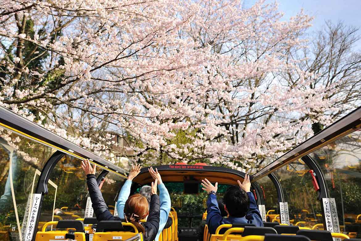 「界 アンジン」「界 伊東」にて、伊豆の桜めぐり『桜オープンバスツアー』3/22~4/9運行