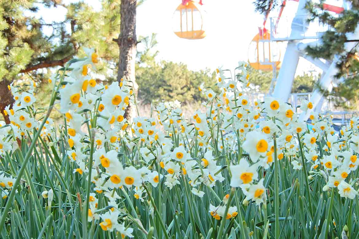 圧巻！20万輪のスイセンで春の訪れを感じる。葛西臨海公園「花と光のムーブメント」開催