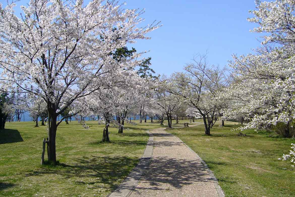 福井県、日本海を望むホテルでお花見を！休暇村越前三国の芝生園地では3種の桜が花リレー