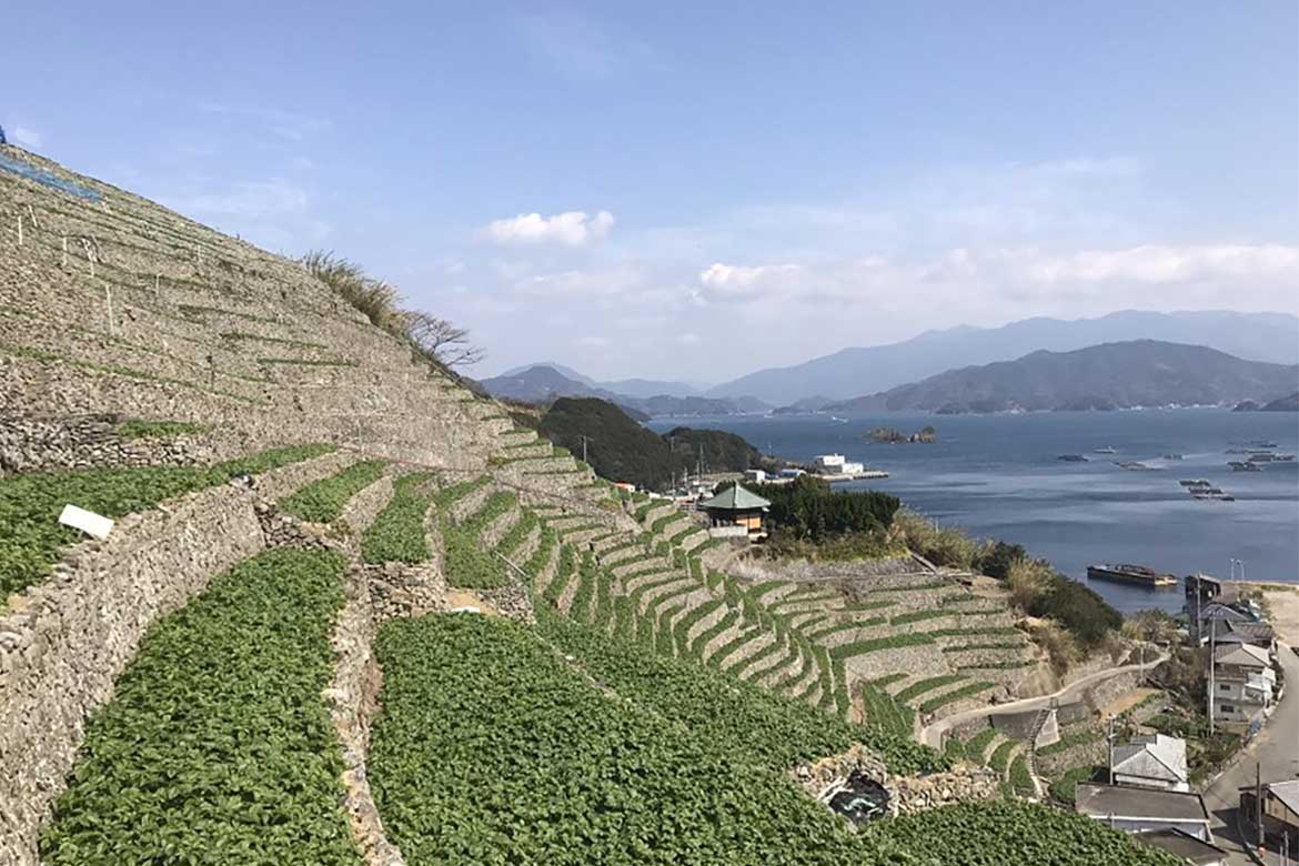 日本農村百景に選ばれた段々畑「景遊子水荷浦の段畑」