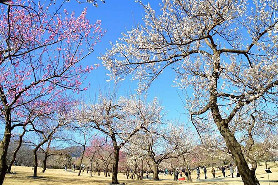 関東最多級！約300品種500本の「渓流の梅園」が小田原フラワーガーデンにて見頃