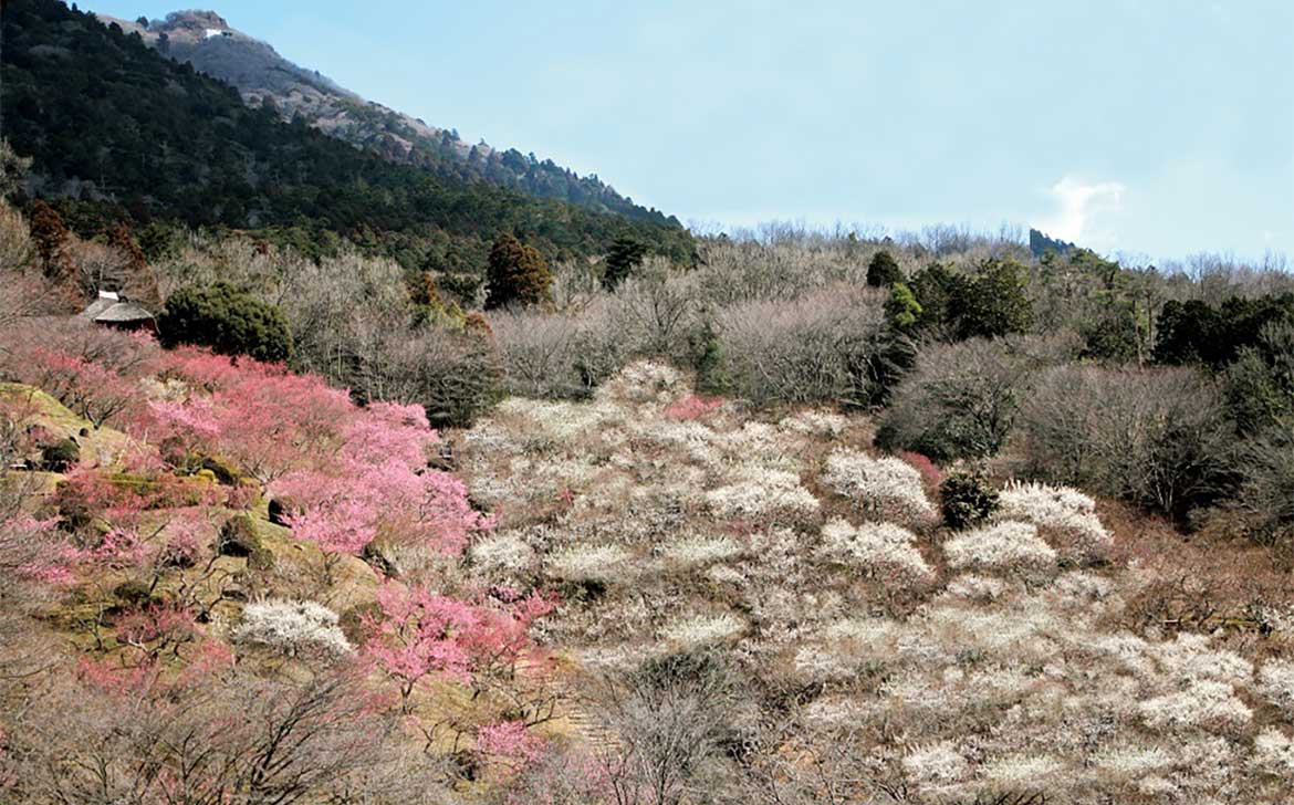 約1,000本もの梅が咲き誇る「第50回筑波山梅まつり」 2/18～3/19開催