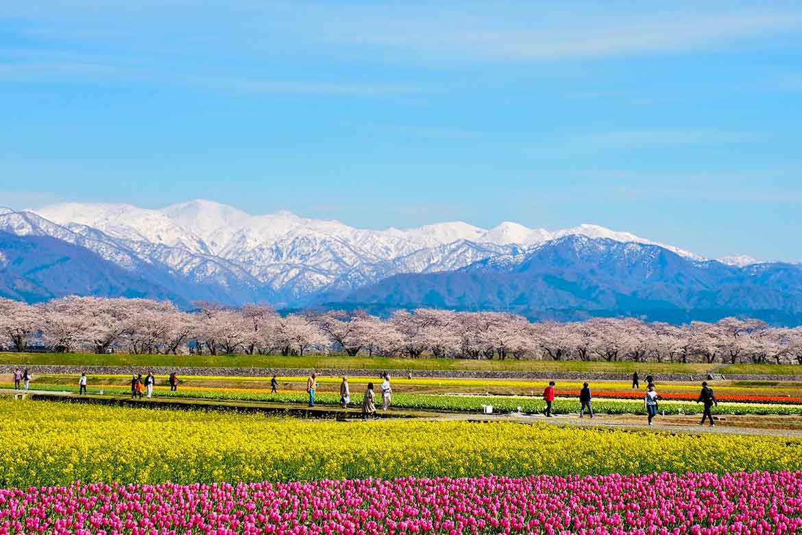 春の富山でしか体験できない！迫力満点な花の祭典はじまる