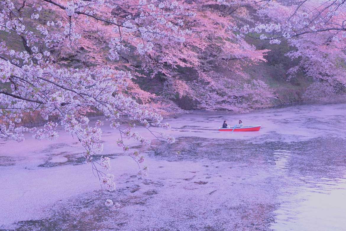さくらの名所「千鳥ヶ淵」の夜桜ライトアップが4年ぶり復活！「千代田のさくらまつり 」開催