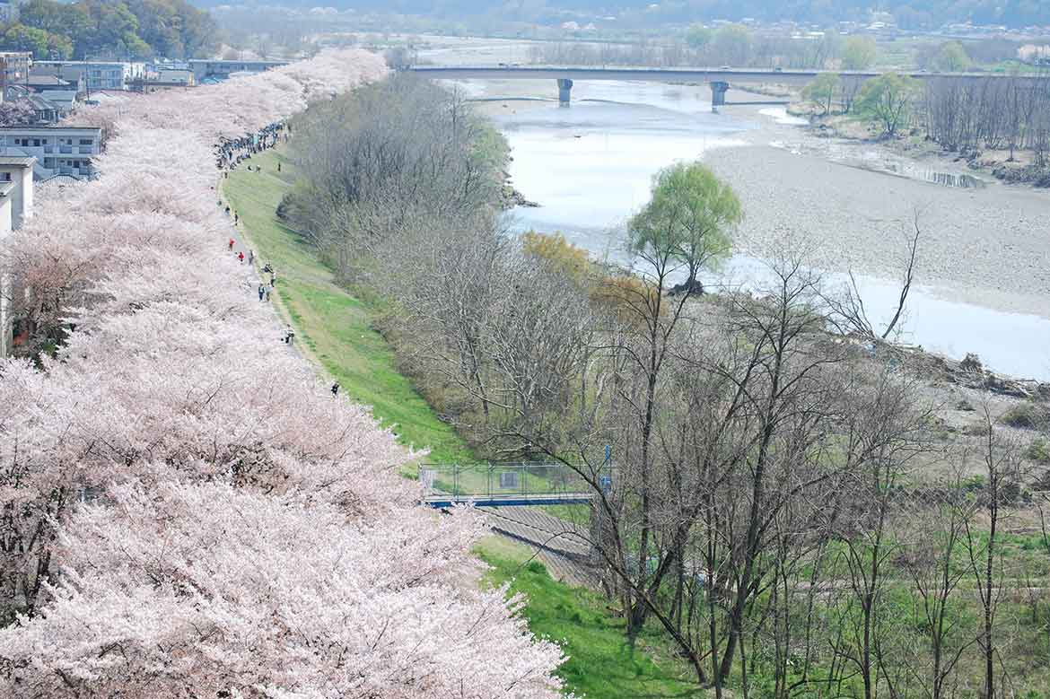 多摩川堤防沿い約2.5kmの桜並木！「第40回ふっさ桜まつり」4/1～9開催