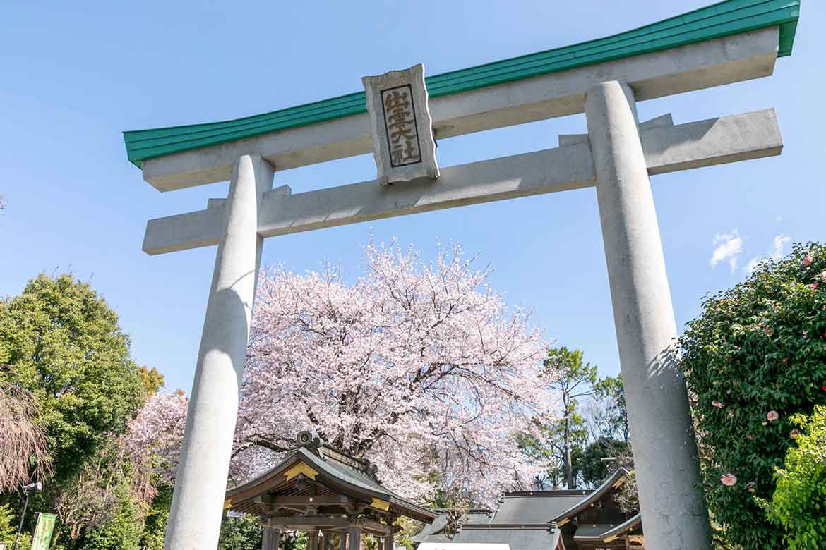 巨大ソメイヨシノが咲く “関東のいずもさん” 出雲大社相模分祠で、「南はだの村 桜まつり」を開催