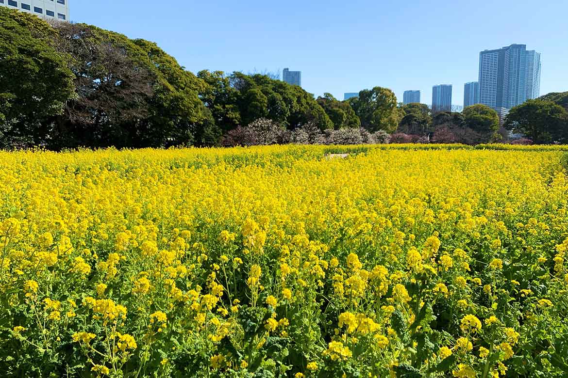 東京『浜離宮恩賜庭園』で一面に広がる菜の花が見頃に！