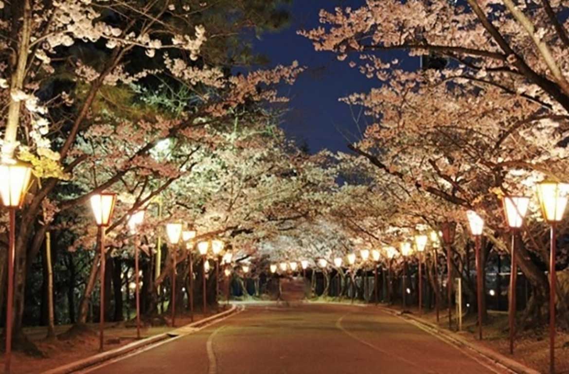 約1000本の桜を照らす加古川市の夜桜スポットで、ぼんぼりライトアップ3/18〜5/7開催