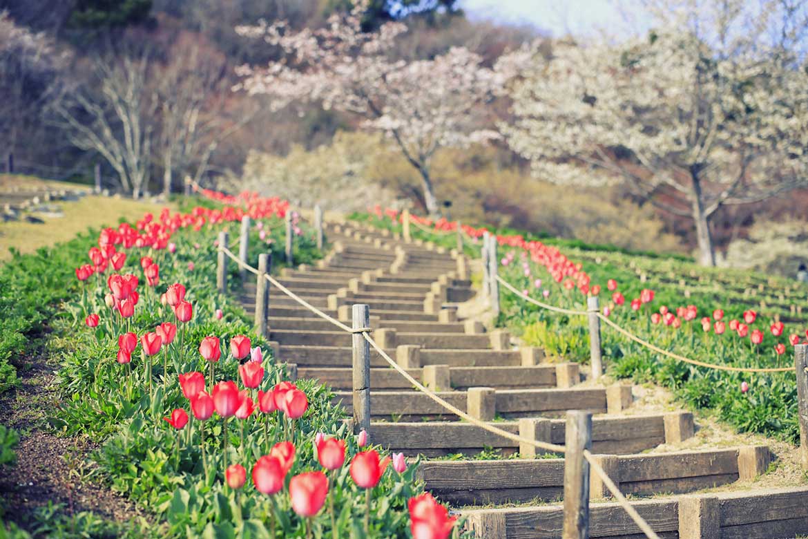 神戸布引ハーブ園に約100本の「山桜」。春の花々やハーブを神戸の景色とともに