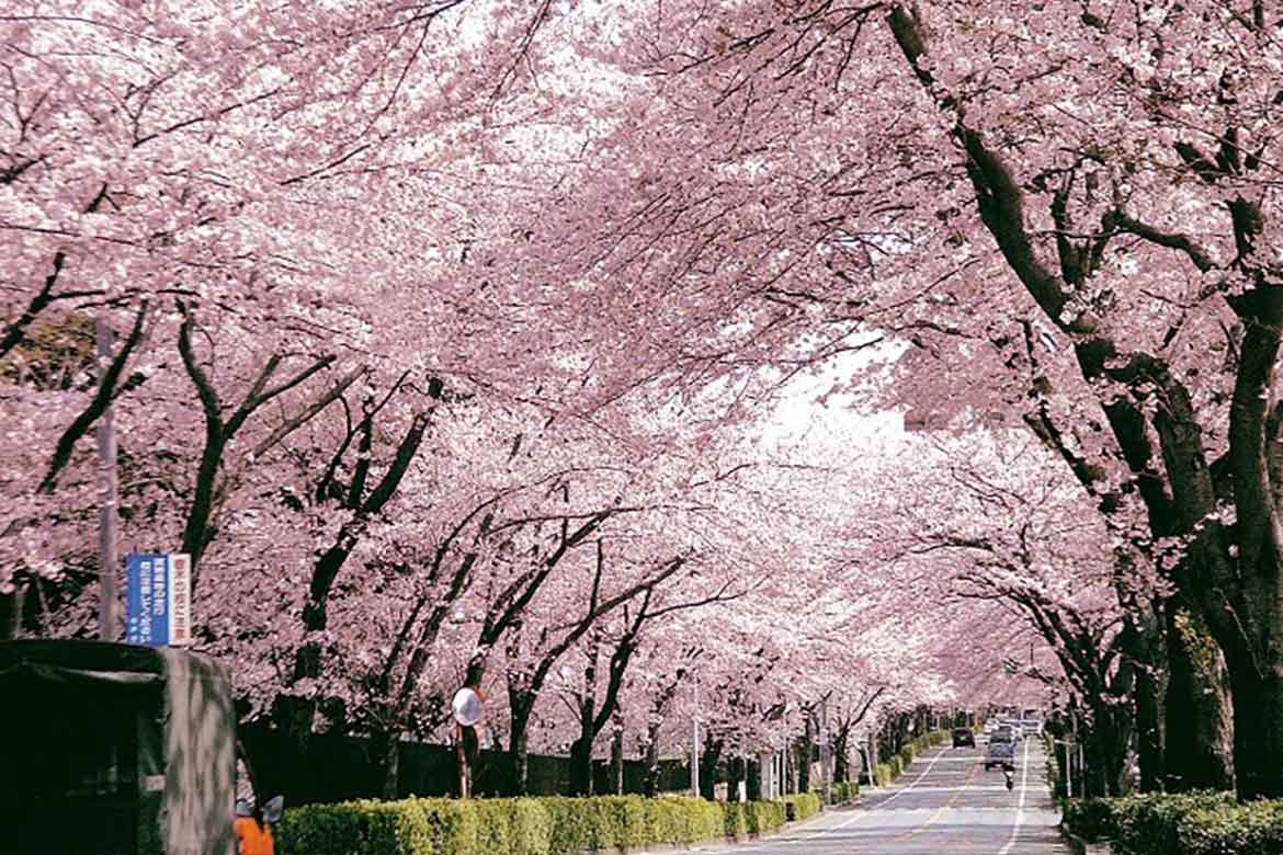さくらの開花時期にあわせ松戸市内の4カ所で「さくらまつり」を開催