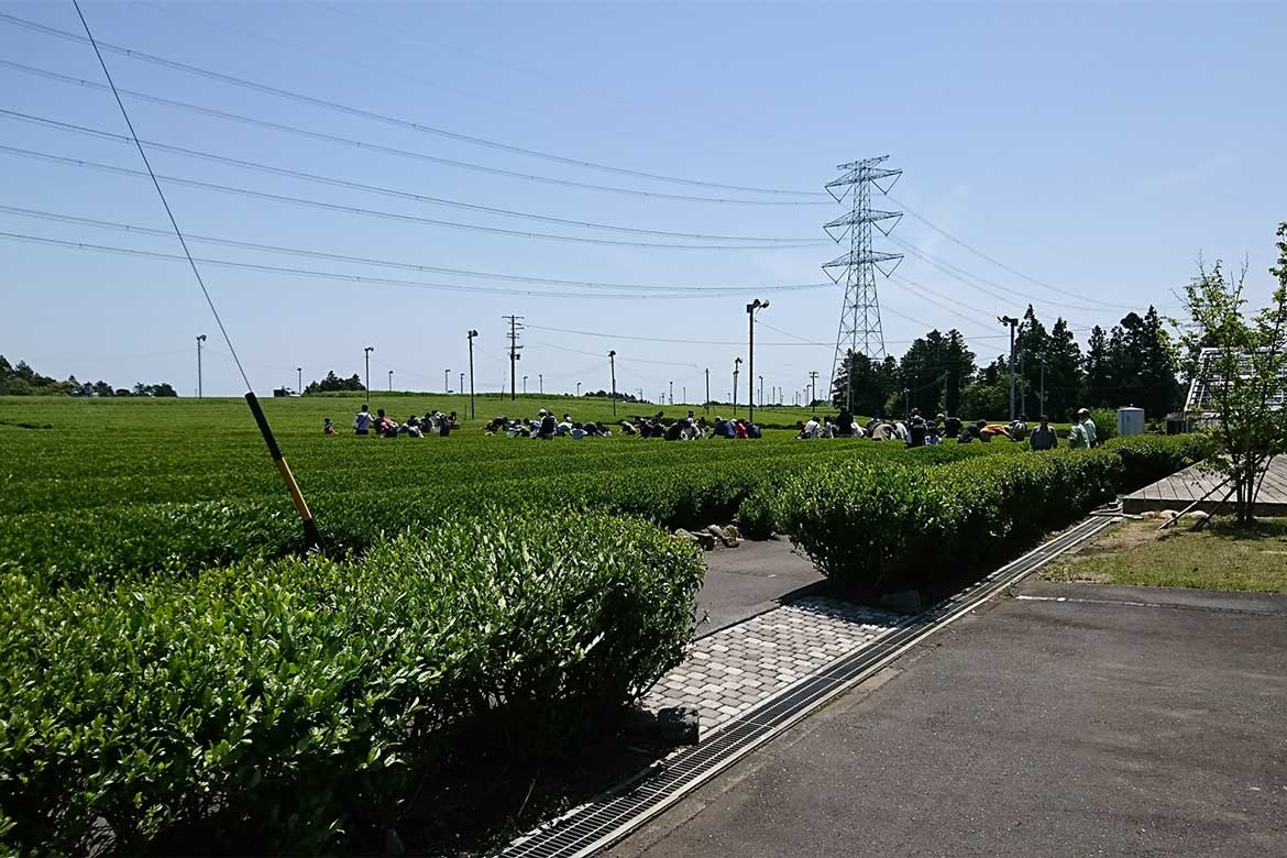 自然のままの露地栽培で、日本で一番早いお茶摘み体験。3/29から5日間限定で開催
